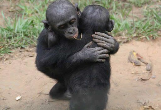 I majmuni se grle: Ljubav nije samo ljudska privilegija