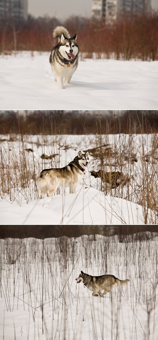 Pseće zimske radosti