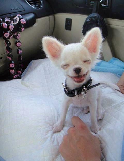 Ne biraj uvijek samo najljepšeg psića - vidi tu sreću :)