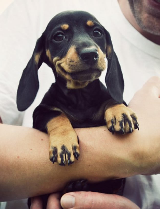 Fakinski smiješak: Najsimpatičniji pesek kojeg ste vidjeli