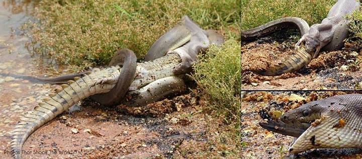 Zmije jedu i krokodile, više nitko nije siguran!