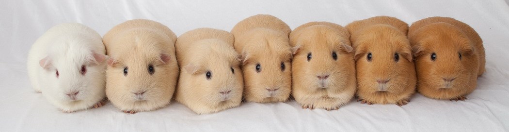 Pedeset nijansi zamorca