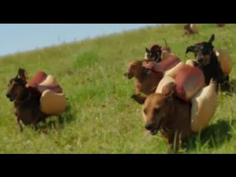 SUPER BOWL: Hot dog psići 2016