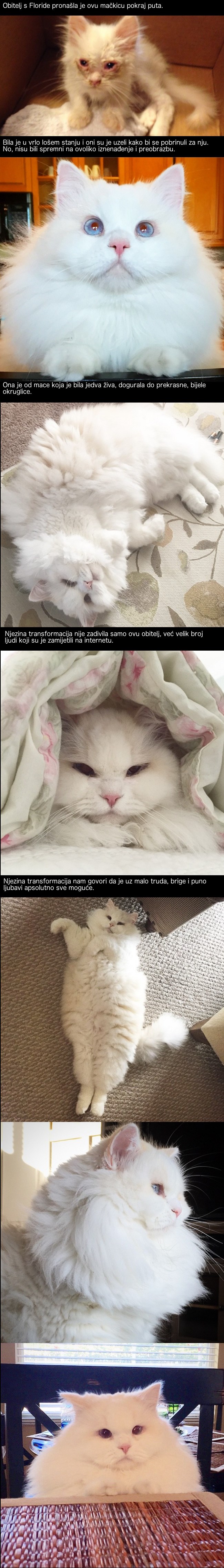 Ovu su macu našli pokraj puta, a ovakvoj transformaciji se nisu nadali