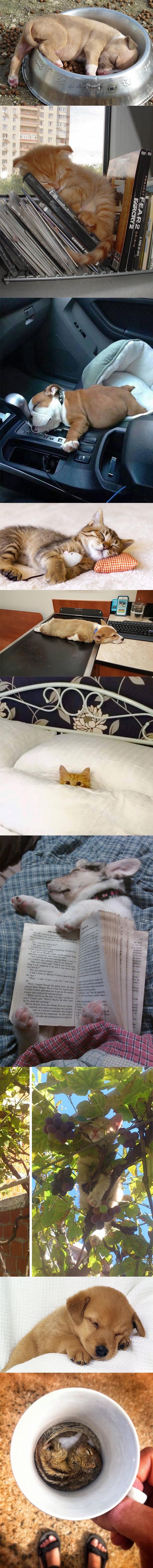 TOP 10 slika preslatkih životinja koje bi još spavale