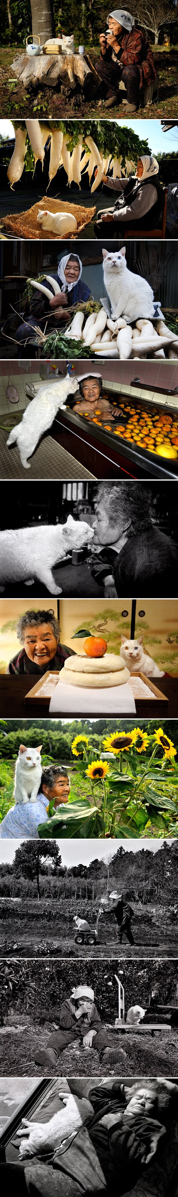 Pustolovine jedne bakice i njene šarenooke mace