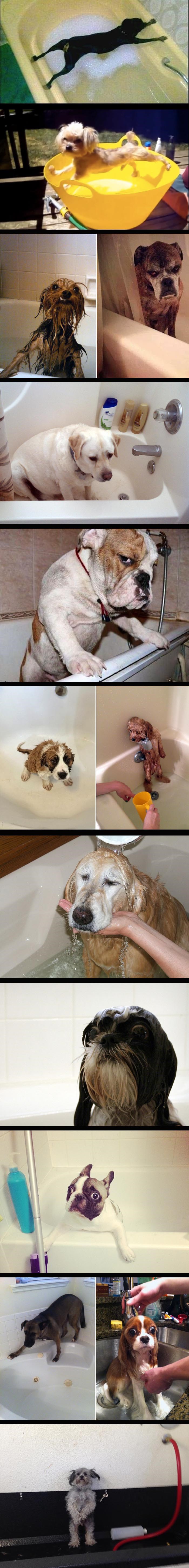 Psi koji mrze kupanje: Ali što se mora, mora se