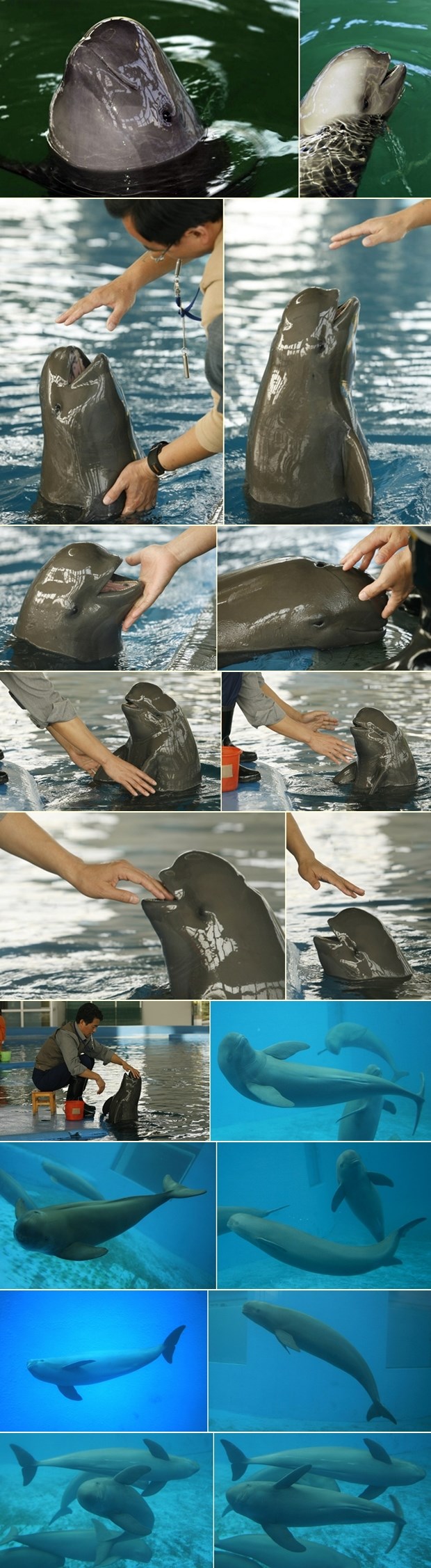 Riječno prase uživa u igri