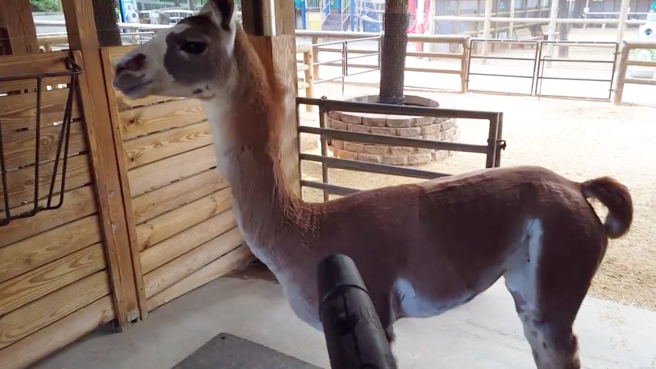 Luckasta ljama Fiesta ima neobičnu strast prema..