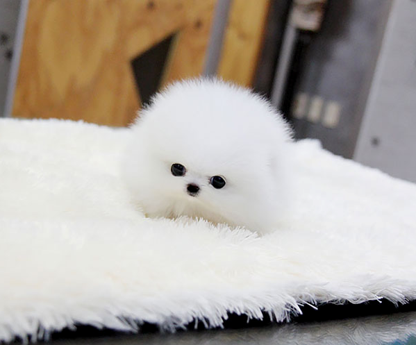 Tko zna što je ovo?