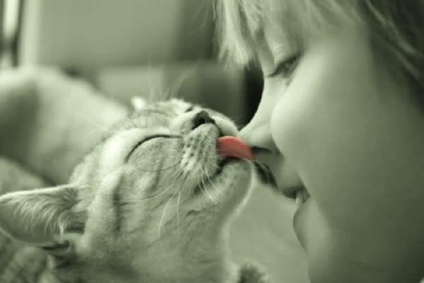 Mace: Majstorice umiljavanja