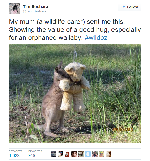 O, SRCE NAŠE MALO! Klokančić grli svog medu, ali kad saznate zašto, duša plače..