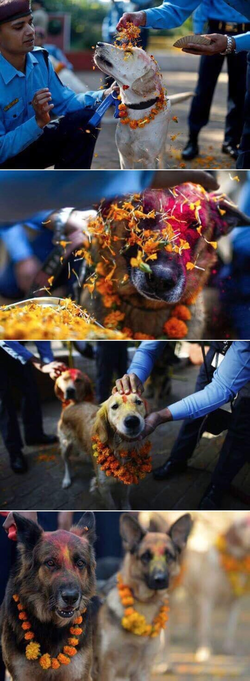 GALERIJA: Nepalski festival koji slavi pse i njihovo posebno prijateljstvo s ljudima