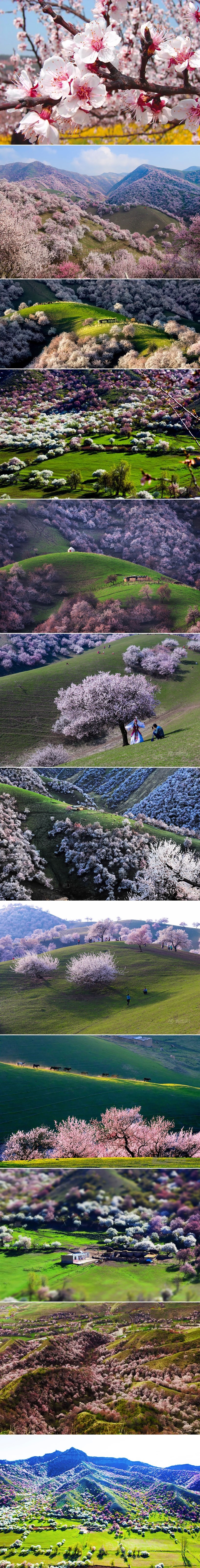 Procvjetale marelice u Kini oduzet će vam dah ljepotom