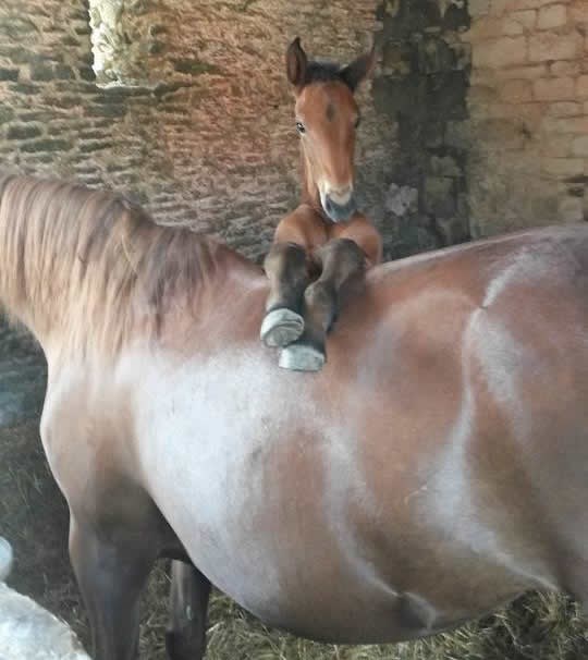 Konjić odmara uz mamu nakon igre
