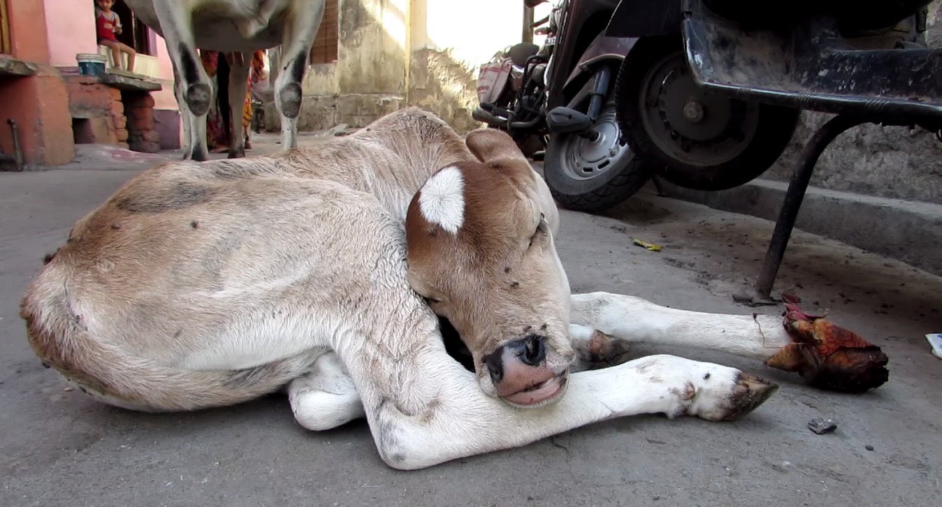 Majka krava ne ostavlja svoje ozlijeđeno tele