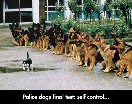 Hrabri policijski psi na konačnom iskušenju