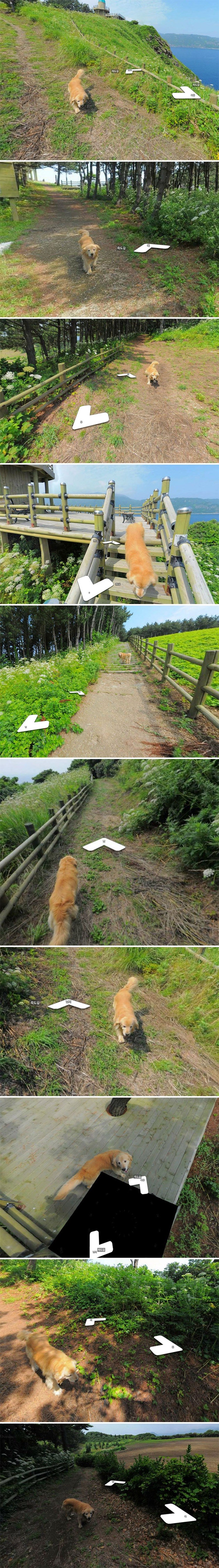 Pas željan pažnje trčao za Googleovim fotografom i cijelo vrijeme uletavao u fotke za Street View!