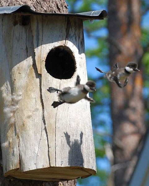 Majušni ptići u svom prvom pokušaju napuštanja gnijezda