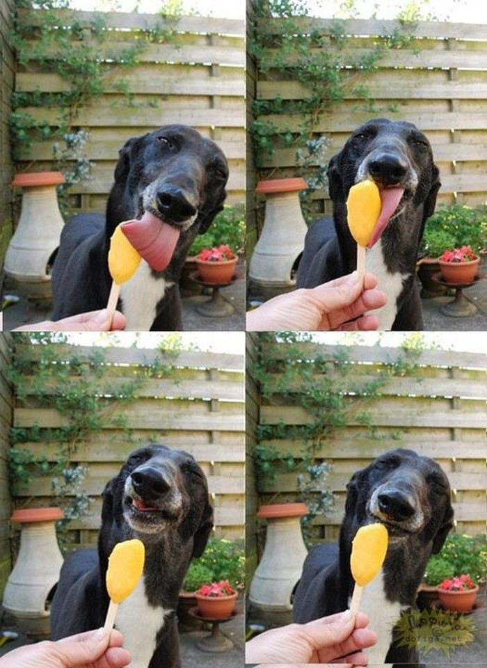 "Snoop Dog" uživa u lizanju slatkača