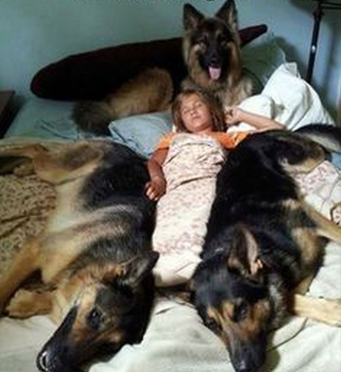 Uz čopor čuvara se najslađe spava