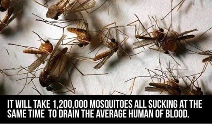 Koliko je komaraca potrebno da pocucla čovjeka
