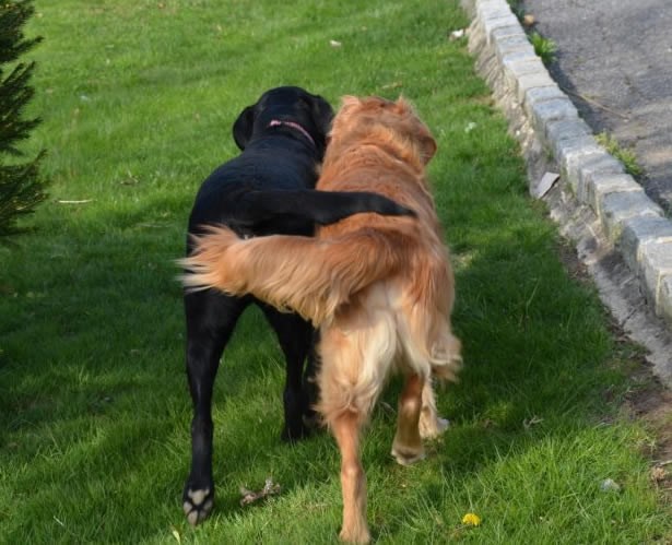 Pseća verzija držanja za ruke u šetnji