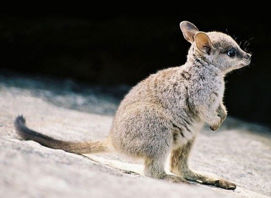 Maleni valabi stigao na ljetovanje