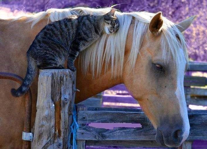 Konj, ti si super, znaš?