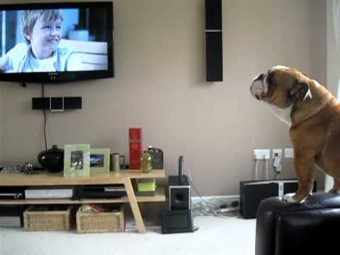 Ovaj je psić majstor imitacije, on se glasa kao slon 