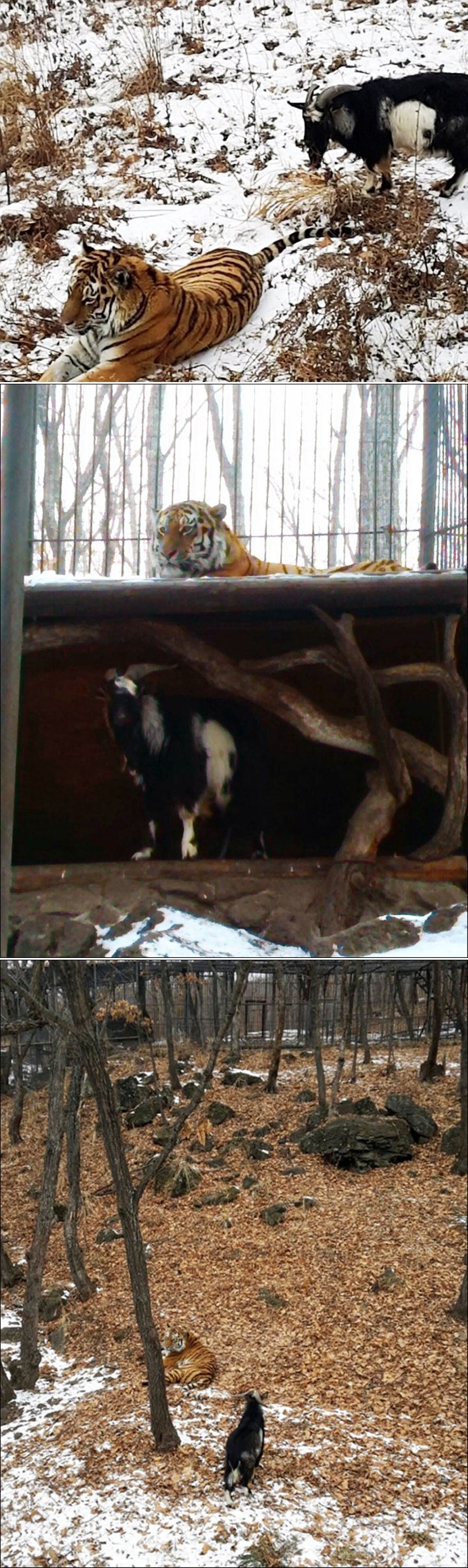 JARAC BAČEN TIGRU ZA HRANU: Ukrao mu krevet, postao gazda!