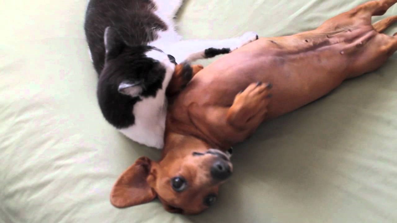 VIDEO: Maca pokazala kako se učinkovito smiruje hiperaktivni pas