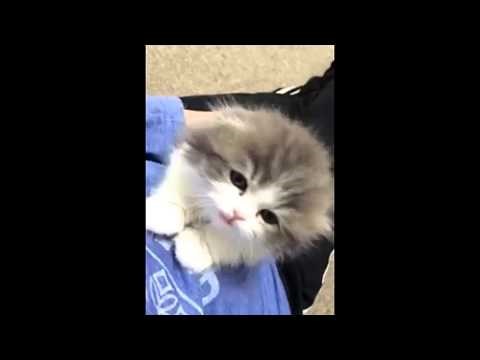 VIDEO: Uz ovoliko truda jednom će joj i uspjeti 