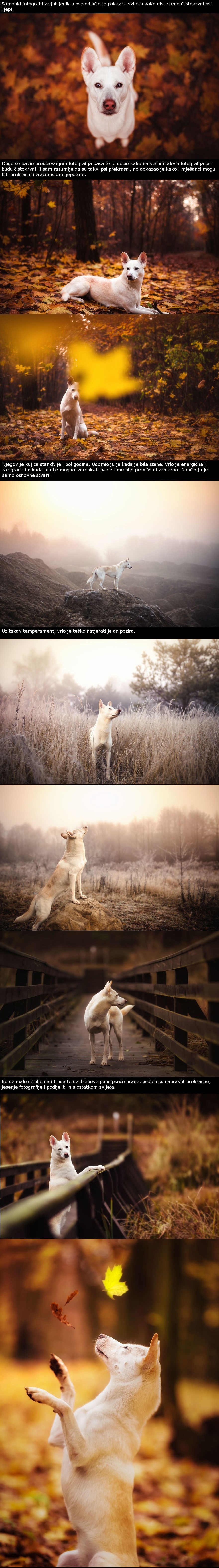 Svojom fotografijom pokušao je ljudima dati do znanja da su i psi mješanci prekrasni