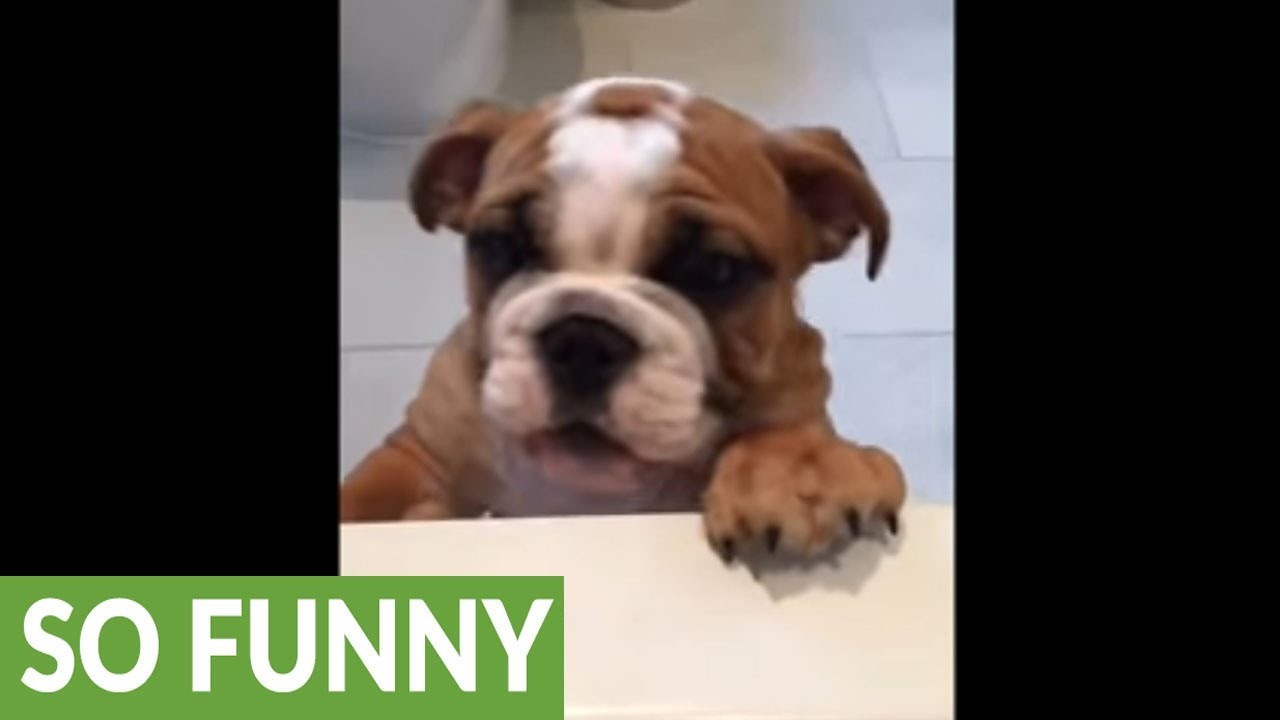 Htio se kupati s vlasnicom: Pas očajnički pokušava ući u kadu!