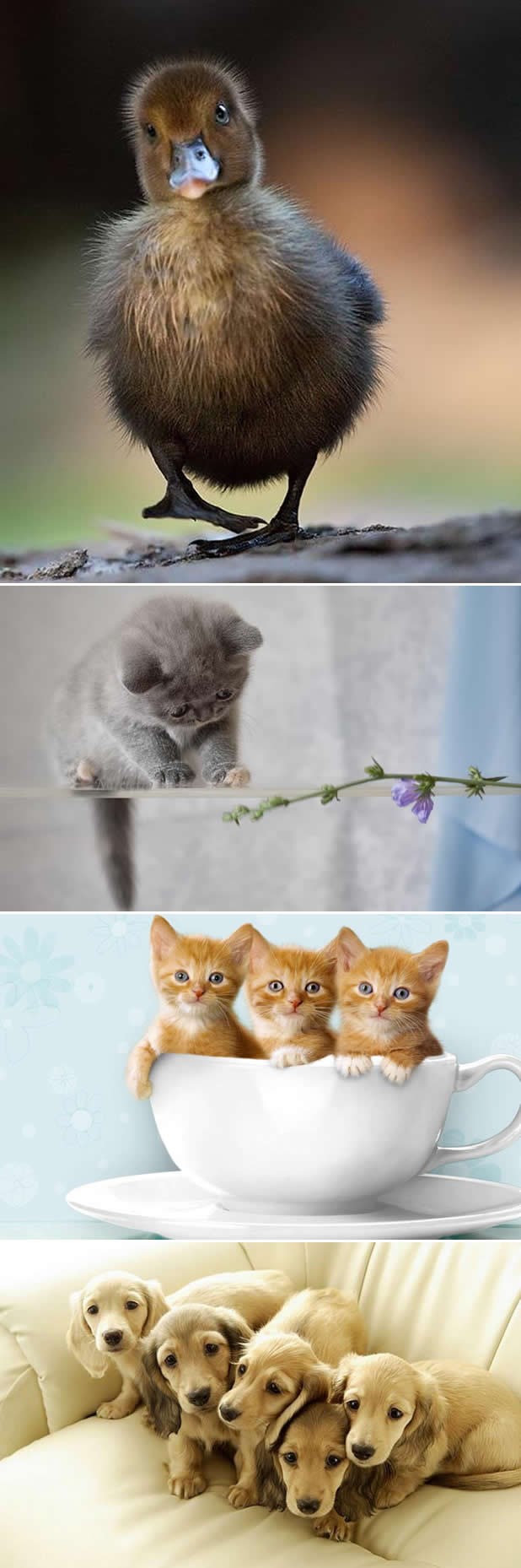 Nedjeljni odbor za jutarnji doček