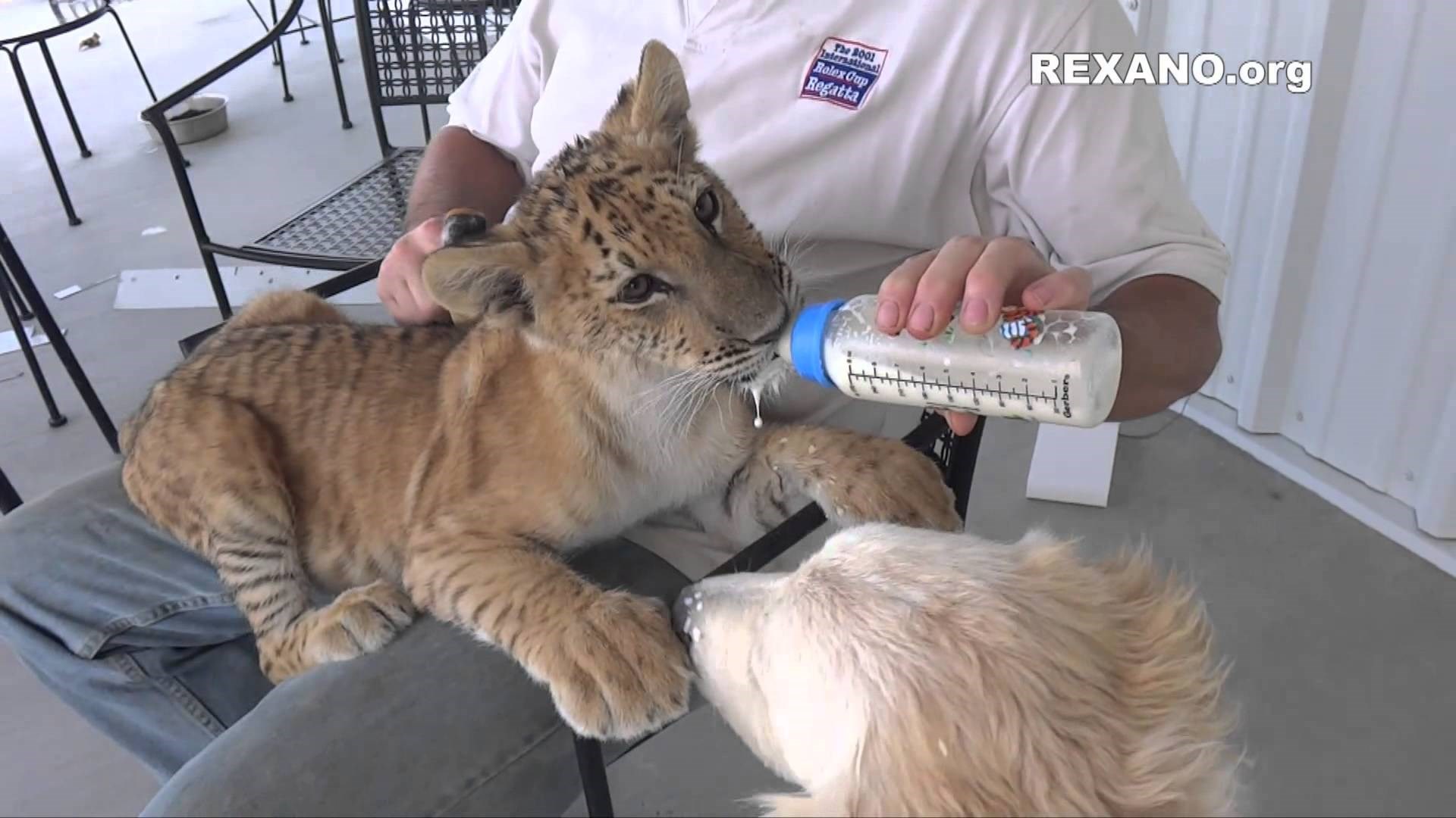 Video: Ligar i psić znaju da pravi prijatelji uvijek dijele papicu