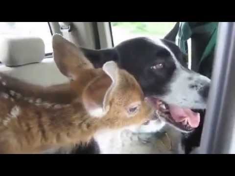 Srce opasnog psa koji tjera medvjede omekšao je mali napušteni - Bambi