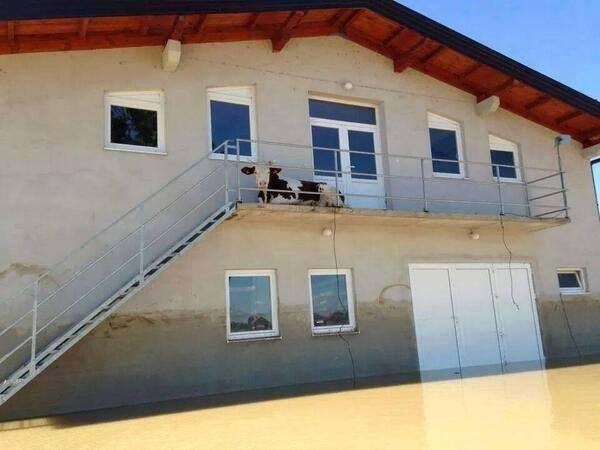 Legenda od krave nadmudrila poplavu!