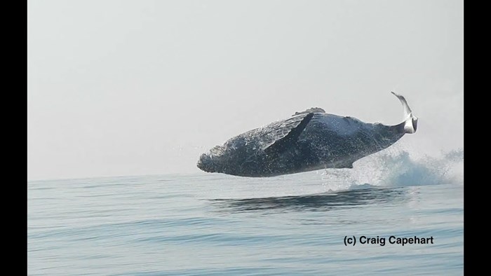 Snimka 40 tona teškog kita koji iskače iz vode oduševila je cijeli svijet