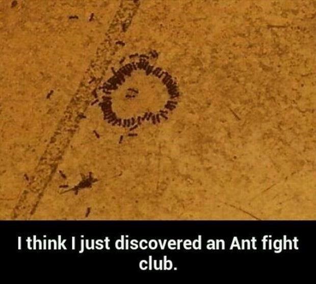 Mravlji "Fight club"?