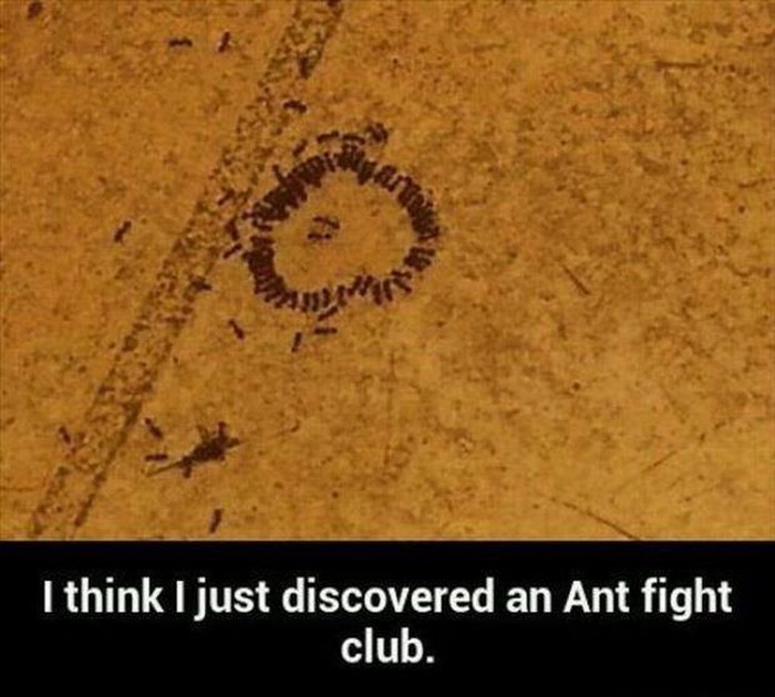 Mravlji "Fight club"?