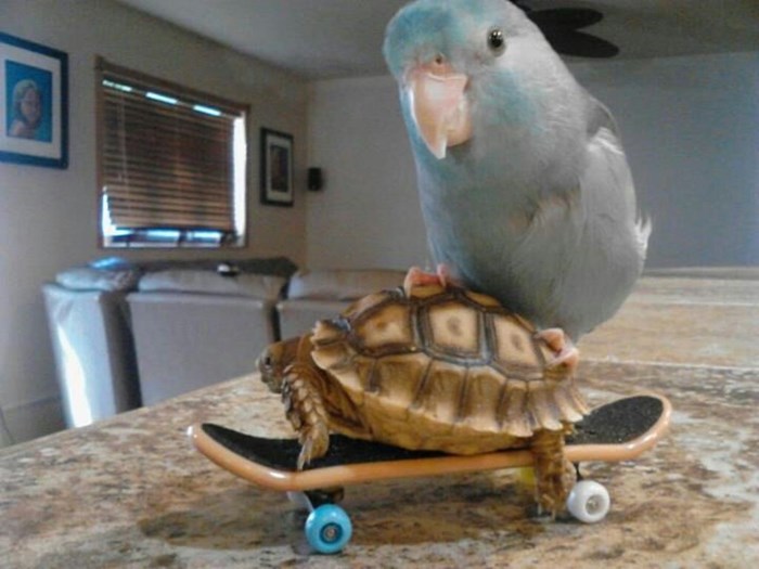 Odbacite nadu: Papiga surfa na kornjači na skejtu
