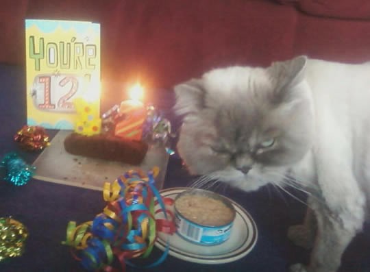 Macin rođendan: Dvanaest godina čiste mrzovolje