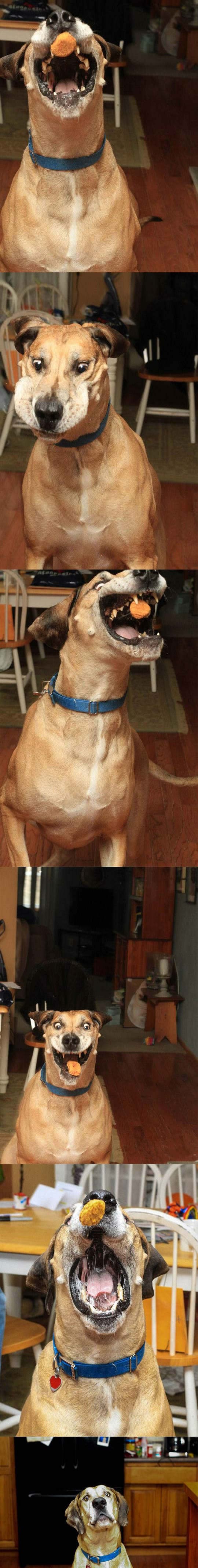 Oduševljenje i tuga psa nakon poslastice