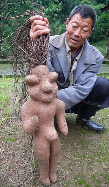 Biljka s korijenom u obliku čovjeka: Fejk ili ludnica?