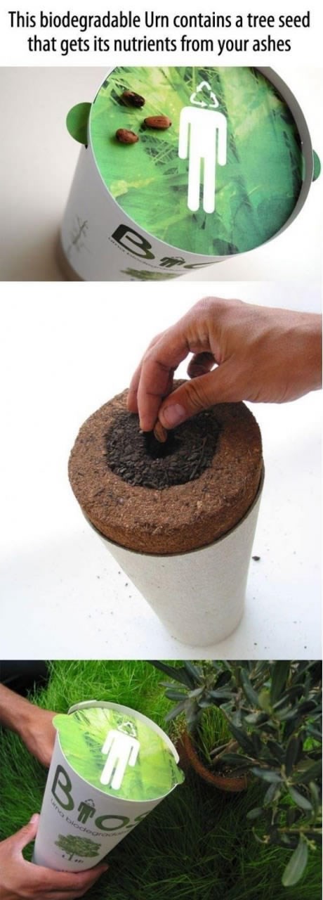 Ostani đubre do kraja: Nakon smrti postani - drvo