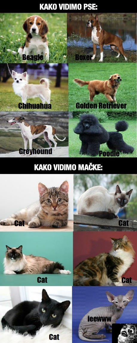 Znate li ijednu vrstu mačke osim - mačka?