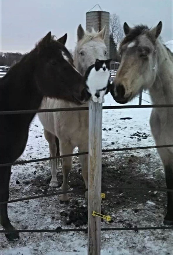 Dečki, mislim da vidimo micu-macu