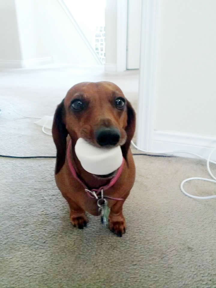 Ne možeš je odbiti kad ti s ovim pogledom donese keksić